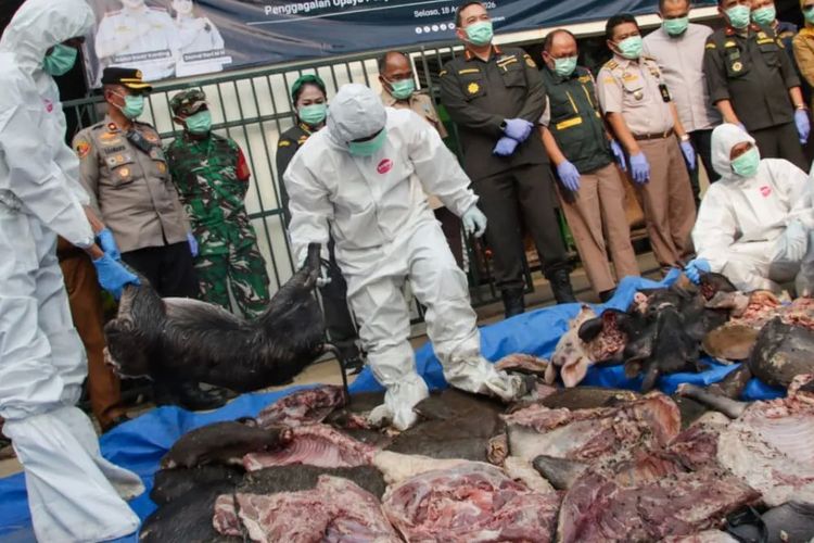 Penyelundupan 3,6 Ton Daging Babi Hutan dan Labi-labi Ilegal Digagalkan di Pelabuhan Merak