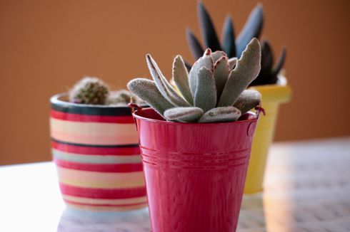 5 Manfaat Besar Meletakkan Kaktus Kecil di Dalam Rumah 