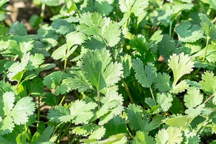 Ilustrasi tanaman ketumbar dalam pot