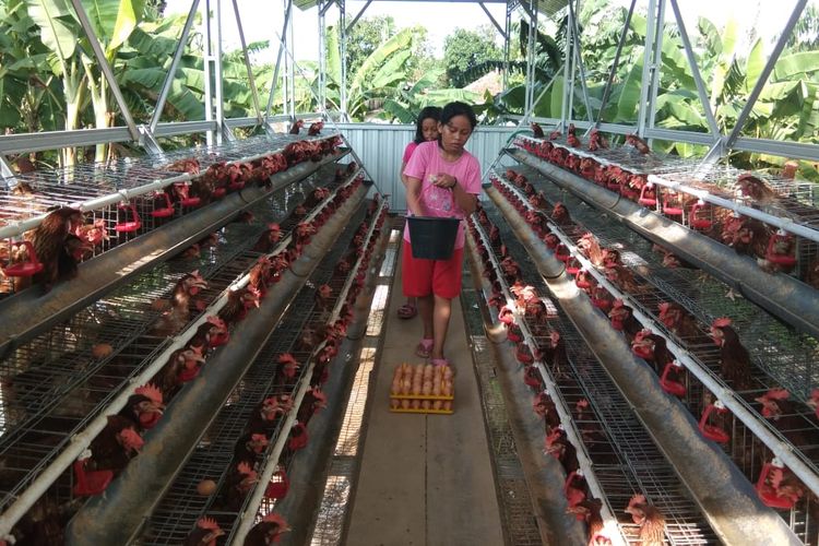 Peternak Ayam Petelur Terbesar Di Jawa Timur