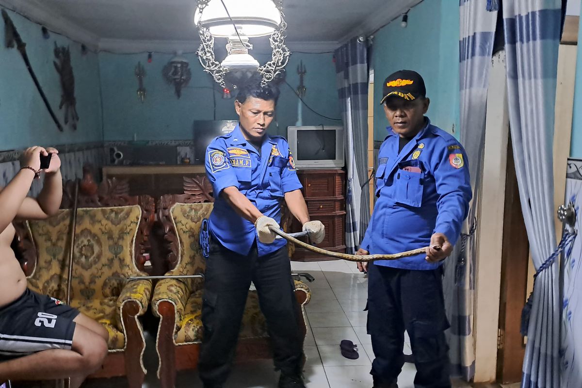 Petugas Damkar Jember saat mengevakuasi ular kobra yang masuk ke kamar warga pada Selasa (15/4/2025)