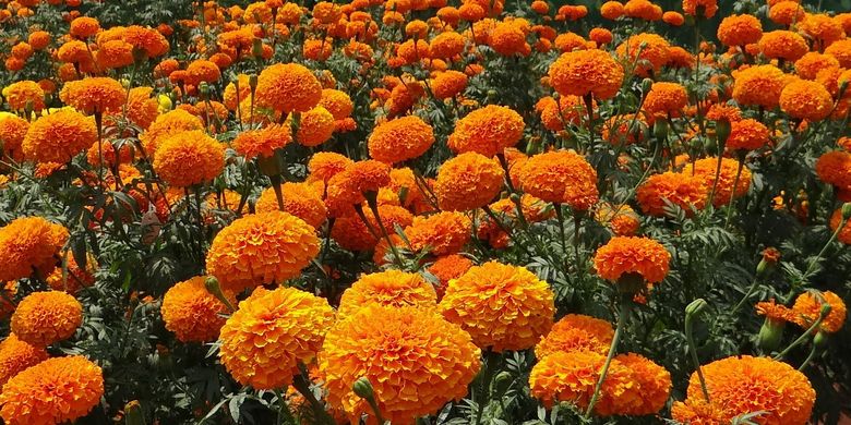 Ilustrasi bunga marigold. 