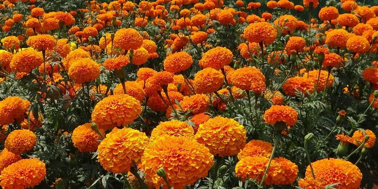 Ilustrasi tanaman marigold.