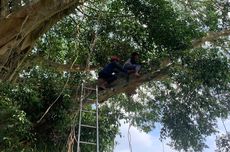 2 Pelajar Terjebak di Pohon Alun-alun Temanggung, Damkar Turun Tangan