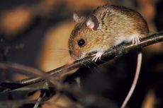 7 Orang Meninggal Dunia akibat Penyakit 'Kencing Tikus' di Gresik