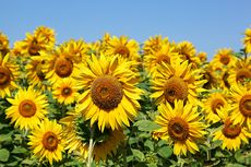 5 Tanaman Bunga yang Tumbuh Subur di Bawah Sinar Matahari