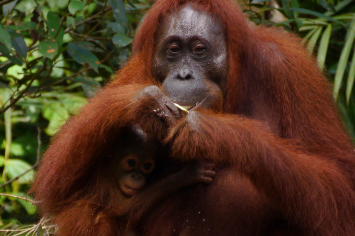Orangutan di Tanjung Puting, Kalimantan
