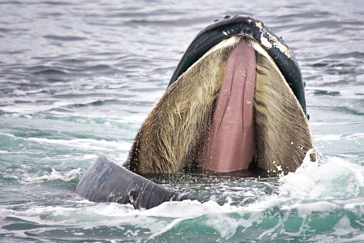 Balin pada mulut paus bungkuk