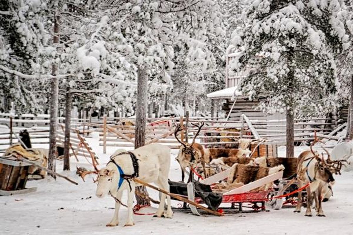 Kereta seluncur salju yang ditarik rusa kutub di Desa Rovaniemi, Finlandia