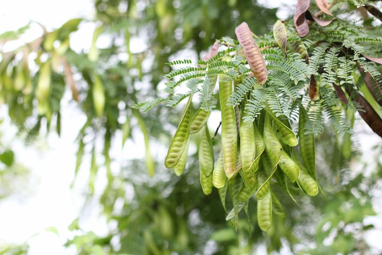 Ilustrasi tanaman lamtoro, pohon lamtoro. 