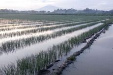 Sentra Terendam Banjir, Harga Bawang Merah Merangkak Naik