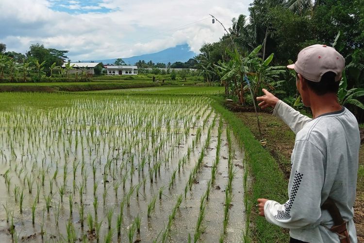 Seorang petani di Kabupaten Cianjur, Jawa Barat tengah memeriksa kondisi sawahnya yang baru ditanami padi, Senin (4/3/2024) petang.
