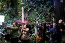 Warga San Francisco Antre Lihat dan Cium Bau Busuk Bunga Bangkai dari Sumatera