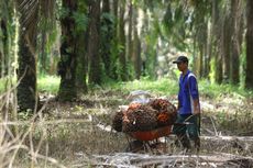 Petani Ungkap Momok Peremajaan Sawit