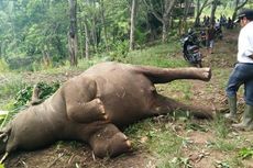 Masyarakat Minta Pemerintah Aceh Serius Tangani Gajah Liar