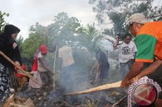 Virus Corona Hentikan Tradisi Bakar Batu Menyambut Ramadhan di Lembah Baliem