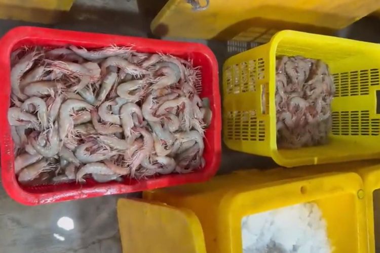 Hasil Tangkapan Melimpah, Harga Udang Dogol di Pangandaran Justru Turun hingga Rp 78 Ribu Per Kg
