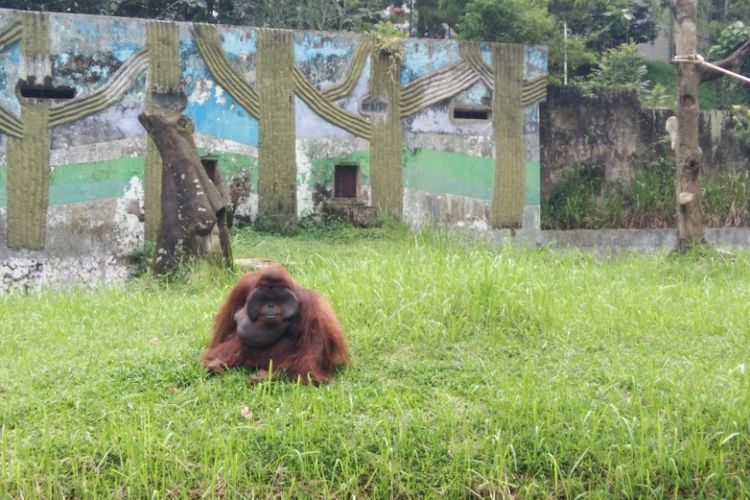 Seekor orangutan di Kebun Binatang Bandung yang sempat viral usai memungut dang mengisap rokok yang dilempar pengunjung. 
