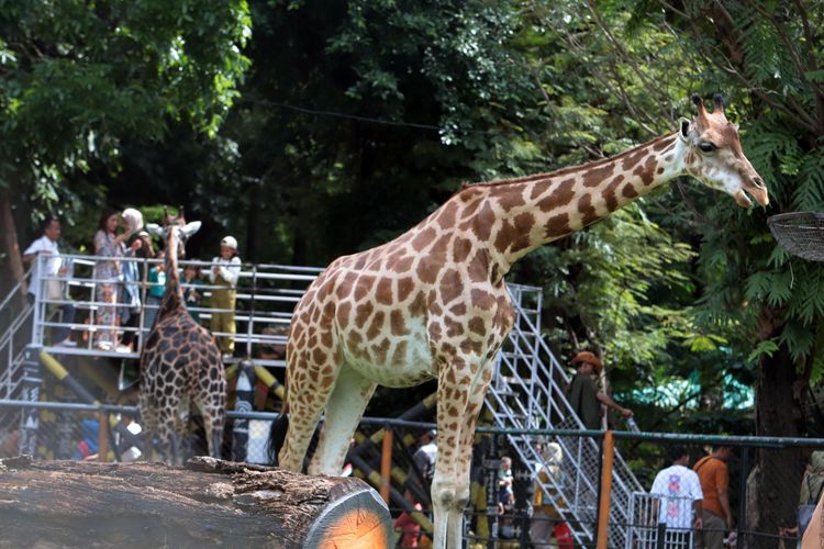 Jerapah salah satu satwa koleksi Kebun Binatang Surabaya.