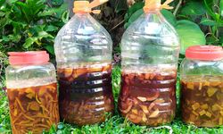 Gampang, Begini Cara Membuat Eco-Enzyme untuk Tanaman