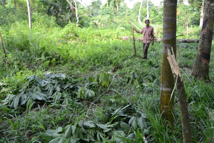 Seorang petani berdiri di antara tanaman yang rusak patah dan batang pohon karet muda yang kulitnya terkelupas karena dimakan gajah yang melintas di kebun karet masyarakat di Dusun 5 Damar Itam Desa Mekar Makmur Kecamatan Sei Lepan Langkat, beberapa waktu lalu. 