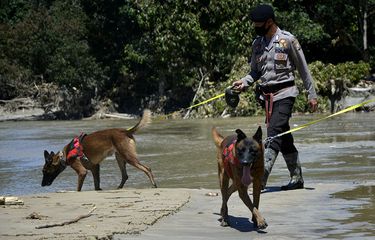 Anggota Kepolisian bersama anjing pelacak mencari korban yang tertimbun material lumpur banjir bandang di Desa Radda, Kabupaten Luwu Utara, Sulawesi Selatan, Minggu (19/7/2020). Sebanyak dua anjing pelacak dikerahkan guna mencari korban yang masih tertimbun material lumbur akibat diterjang banjir bandang.