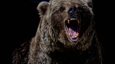 Jepang Tunda Film Beruang Makan Manusia karena Malah Jadi Kenyataan