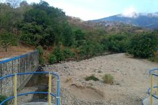 Bendung Tak Bisa Tampung Air, Ratusan Hektar Lahan Sawah di Sikka Terbengkalai