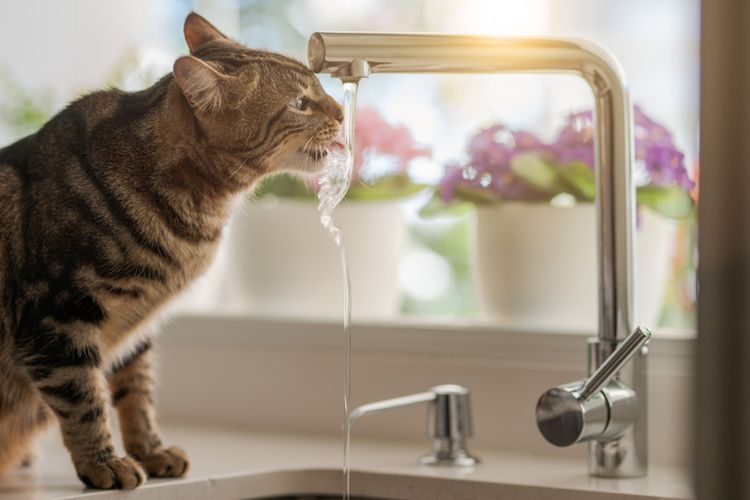 Ilustrasi kucing minum air keran. 