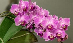 Bukan Mawar, Ini 6 Jenis Anggrek yang Cocok Jadi Hadiah Valentine 2026