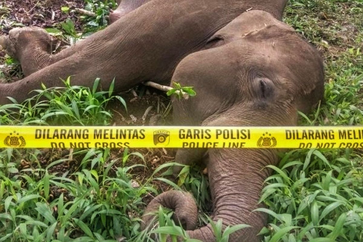 Seekor Gajah Sumatera Betina Ditemukan Mati Diduga Terkena Kawat Listrik Bertegangan Tinggi di Desa Karang Ampar, Kecamatan Ketol, Aceh Tengah