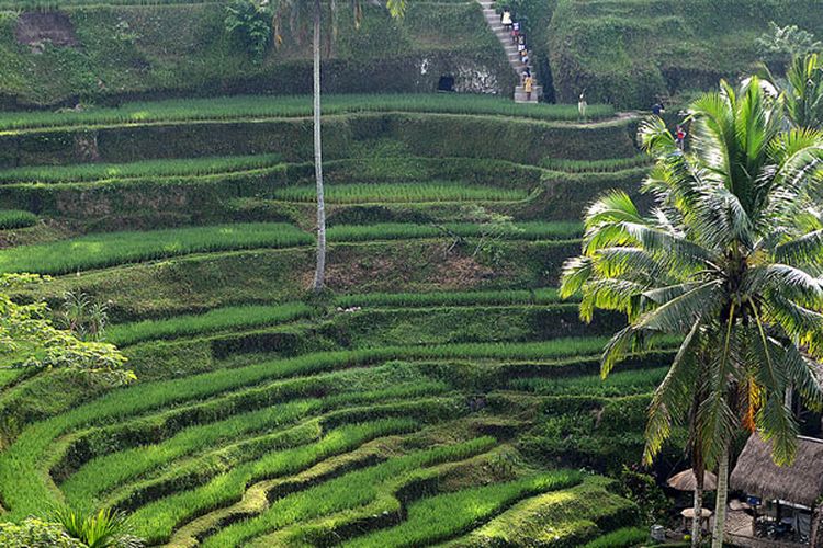 Sawah terasering Tegallalang, Gianyar, Bali, Sabtu (28/4/2018). 