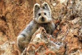 Komentar Berita Pika Hewan Imut Yang Terancam Punah