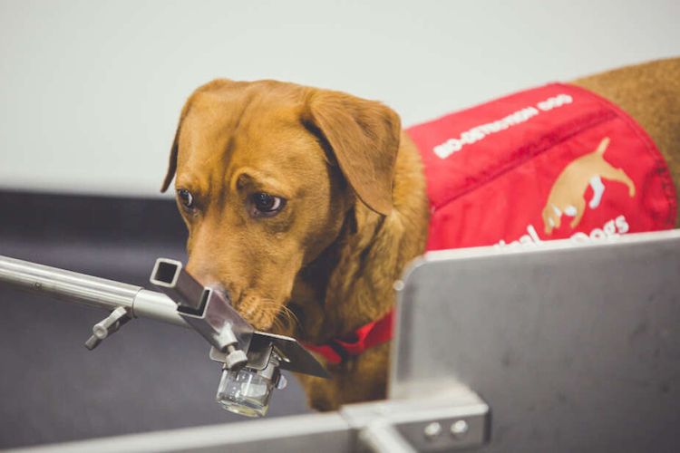 Anjing bernama Florin tengah mengendus sampel urin untuk mendeteksi kanker prostat.

