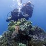 8 Fakta Berau, Kabupaten di Kalimantan Timur yang Memiliki Wisata Bawah Laut Mendunia