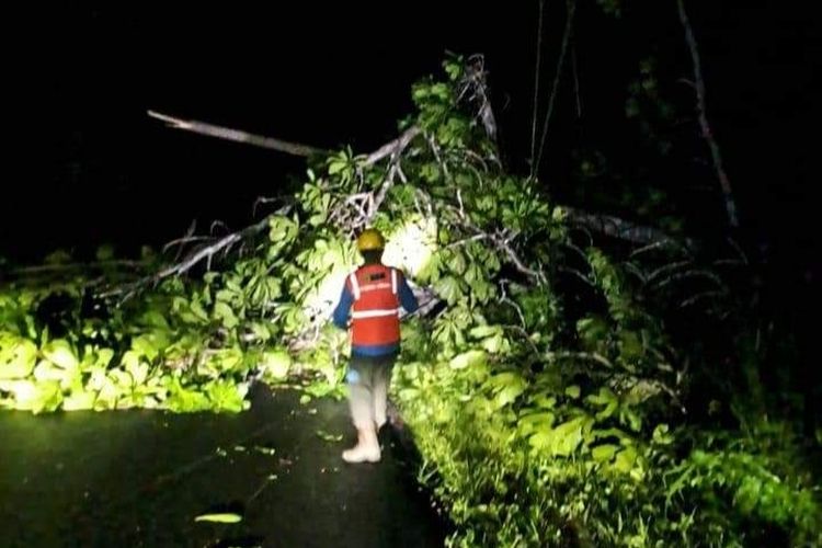 Sebuah pohon tumbang dan menimpa jaringan listrik di Desa Limura, Kecamatan Bula Barat, Kabupaten Seram Bagian Timur, Maluku Selasa (4/6/2024) subuh.