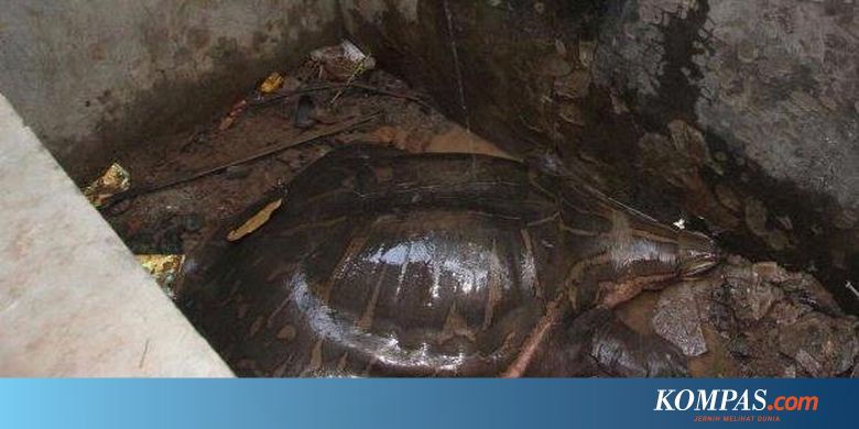 Kura Kura Raksasa Itu Chitra Chitra