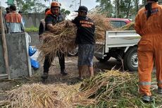 Kena Abu Vulkanik, Indonesia Care Salurkan Bantuan Pakan Ternak di Lereng Merapi