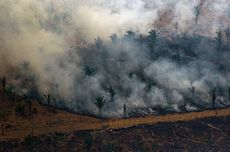 Kebakaran Hutan Amazon, Brasil Larang Pembakaran Lahan selama 60 Hari