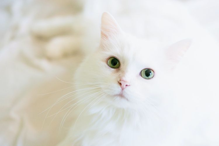 Ilustrasi kucing putih