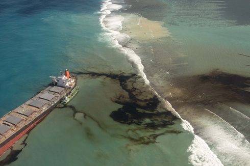 Bencana Minyak Tumpah Mauritius, Hewan Laut Mulai Mati