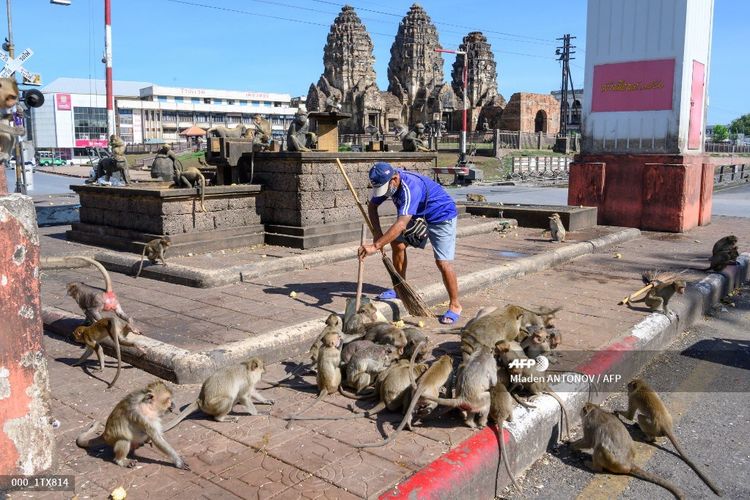 Seorang pria menyapu jalan dan dikelilingi oleh para monyet yang sedang bergerombol berebut makanan di Kota Lopburi, Thailand, (20/6/2020). 