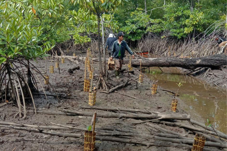 Warga melakukan penanaman bibit mangrove.
