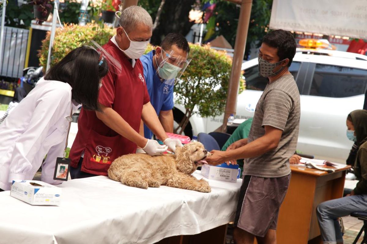 Petugas Suku Dinas  Ketahanan Pangan, Kelautan dan Pertanian (KPKP) Jakarta Selatan menyuntik 85 Hewan Penular Rabies (HPR). 