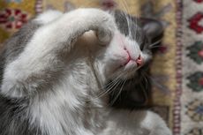 7 Alasan Kucing Tidur Terus, Bisa Jadi Stress