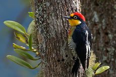 Bentuk Adaptasi Burung Pelatuk