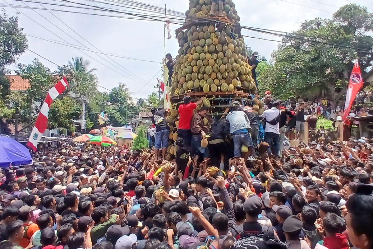 Warga Desa Kronto, Kecamatan Lumbang, Kabupaten Pasuruan menggelar kegiatan selamatan desa dengan membuat tumpeng raksasa setinggi 15 meter yang berisi buah durian, Selasa (28 /01/2025) 