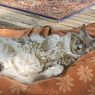 7 Alasan Kucing Tidur Telentang, dari Merasa Aman hingga Hamil