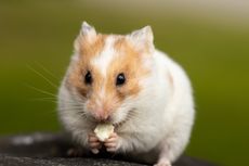 Bolehkah Hamster Makan Keju? 