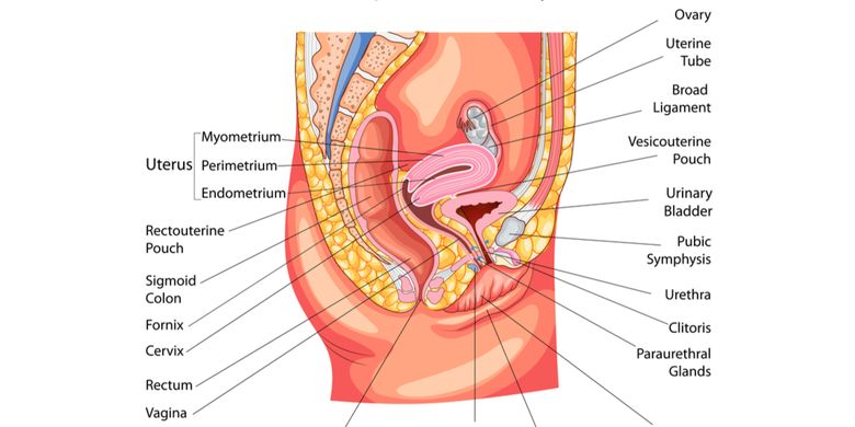 Ilustrasi organ reproduksi wanita
